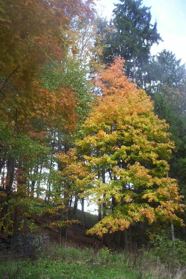 Cozy Creek Inn North Branch Luaran gambar